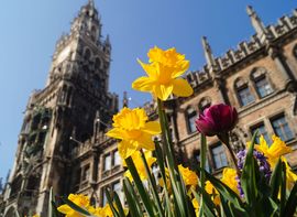 Ostern & Tulpen am Rathaus Gelbe und violette Tulpen vor dem Neuen Rathaus in München.